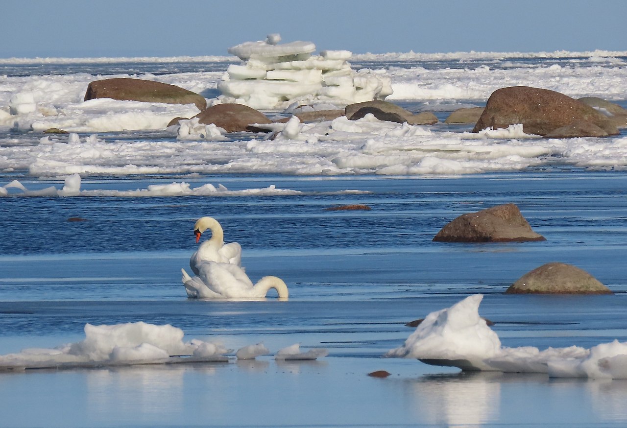 лебеди на море зимой