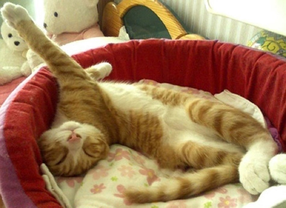 Видео спящего кота. Коты спят. Спящие котики. Коты спят смешно. Спящие коты смешные.