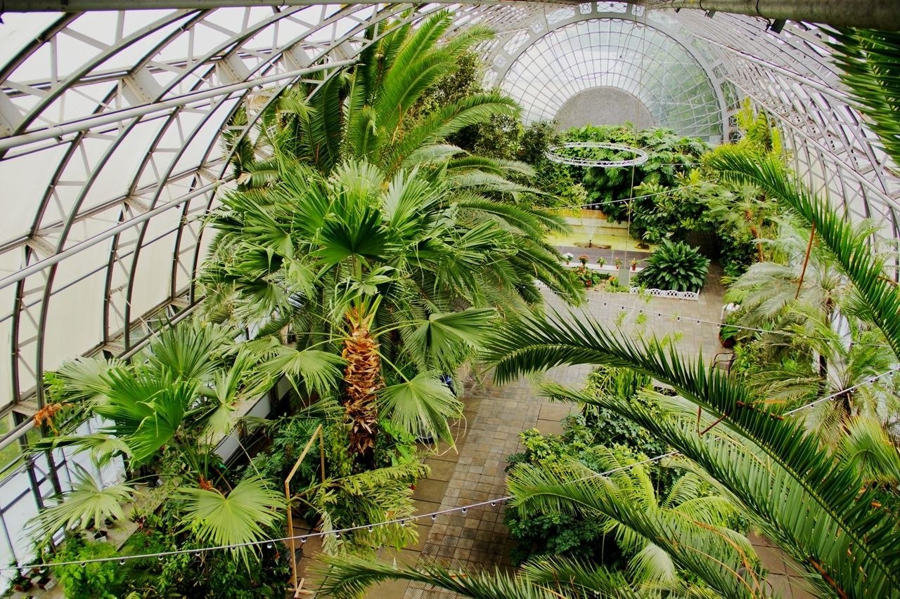 Оранжерея ботанического сада Санкт-Петербург