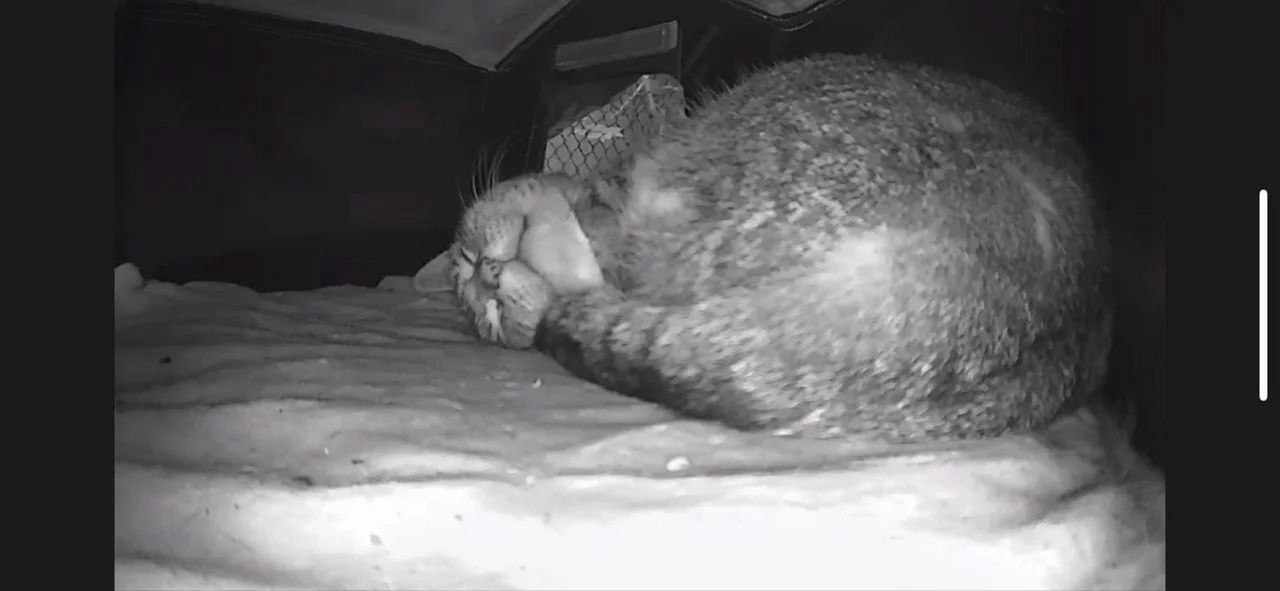Снится спас кошку. Коты спасают от одиночества. кошка спасла ребенка от холода. как понять бездомный ли кот.