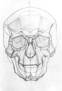 Линейно конструктивный рисунок черепа