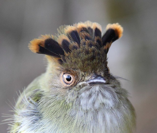 Lophotriccus pileatus