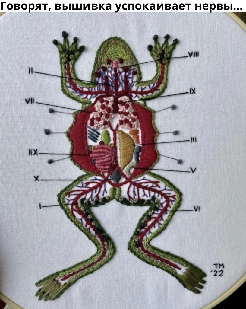 Вышитая препарированная лягушка