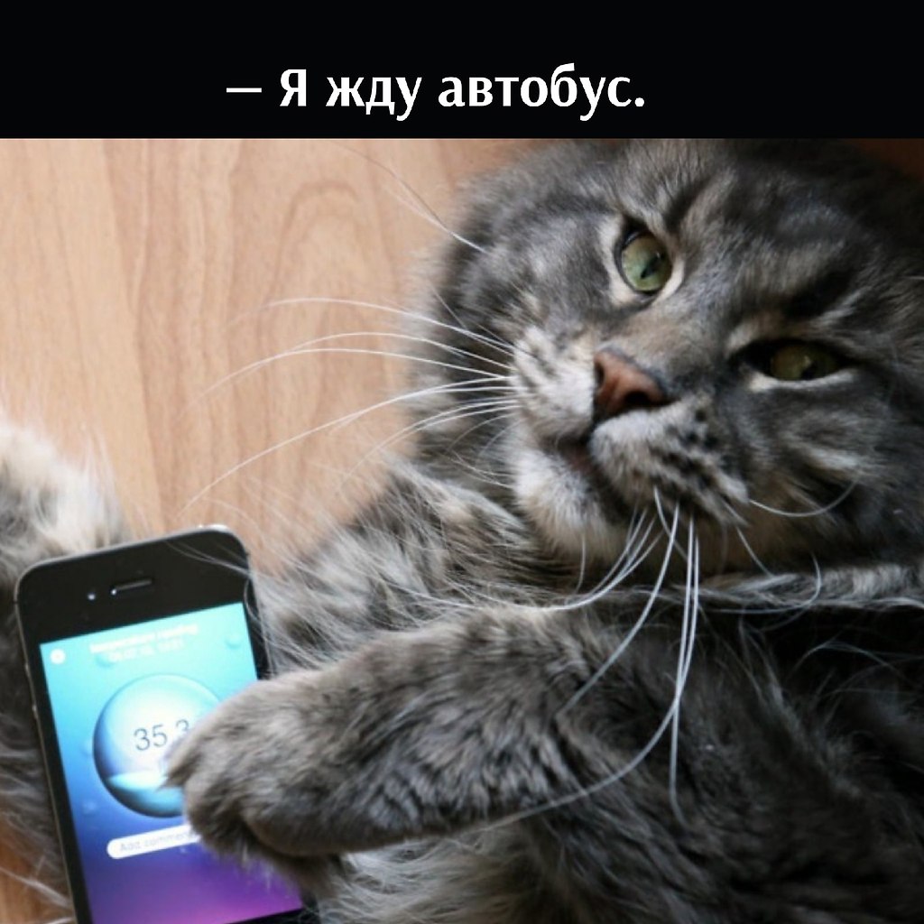 На телефоне включи кот. Котенок с телефоном. Кошечка с телефоном. Кот со смартфоном. Кот с айфоном.