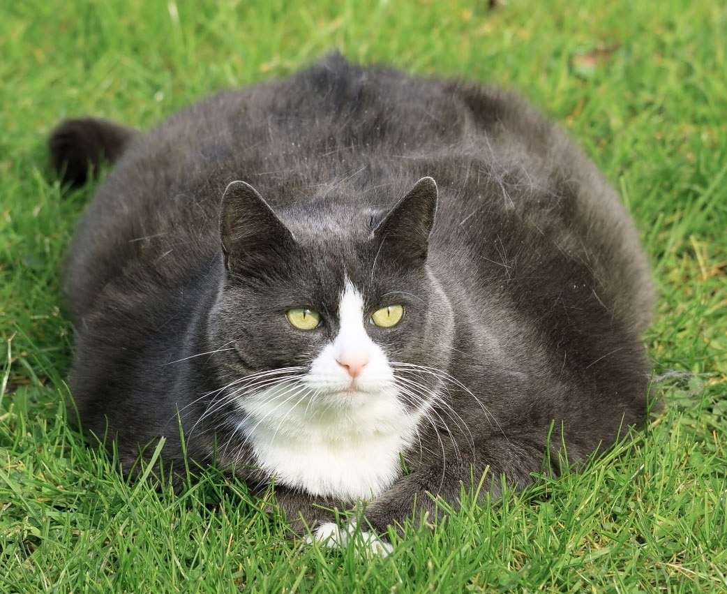 Round cat. Толстый кот. Круглые коты. Толстенькие кошки. Толстый пушистый кот.