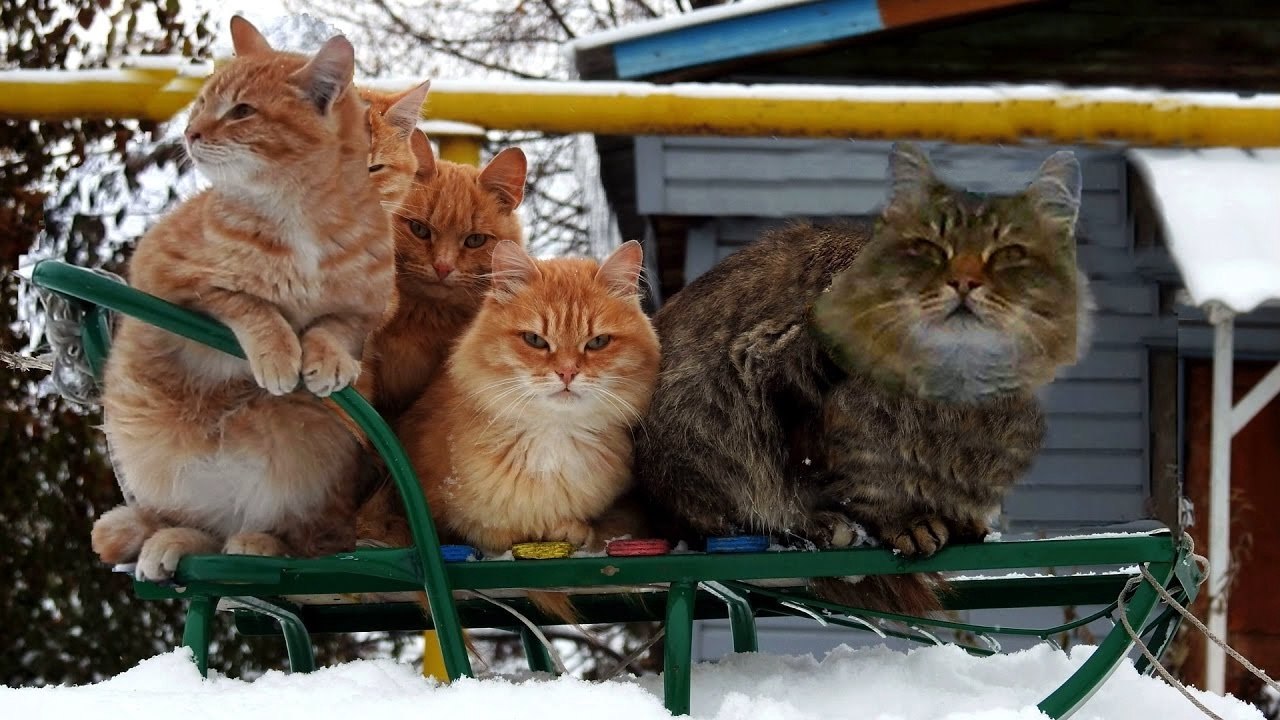 Коты в деревне зимой