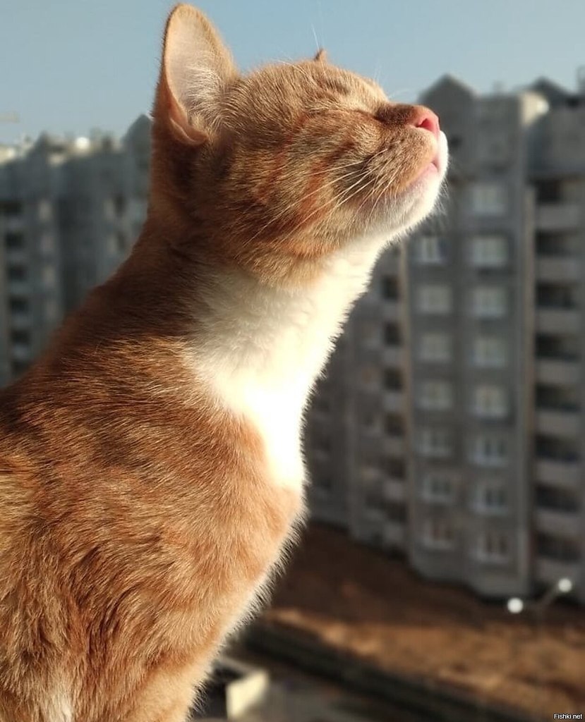 Рыжий кот весной картинки