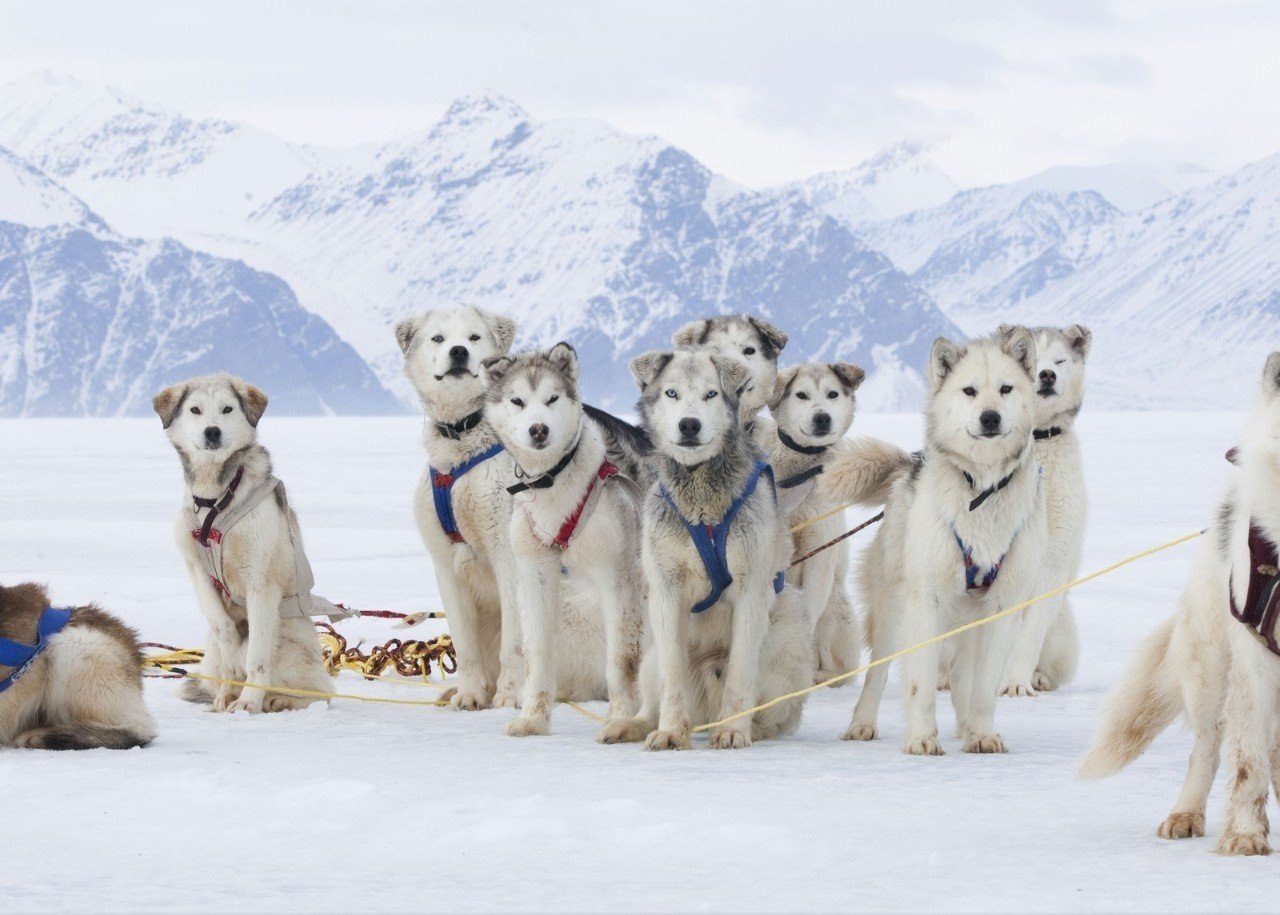 Аляска собаки в упряжке