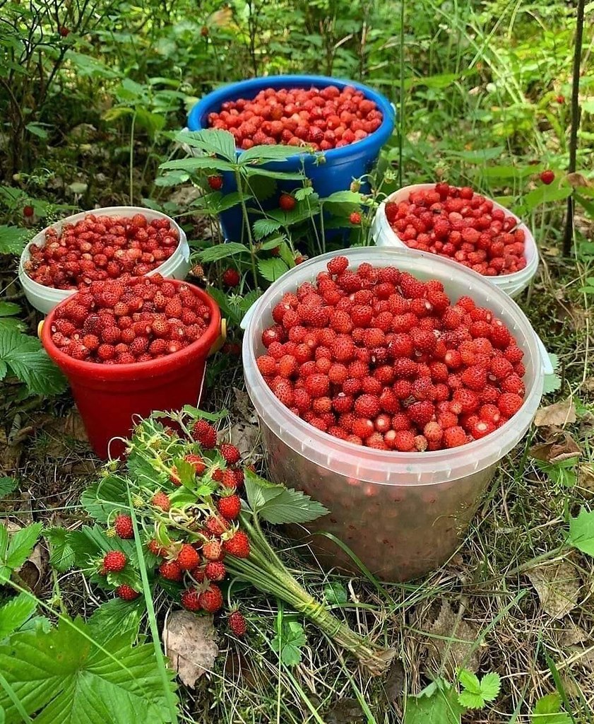 Собирать ягоды