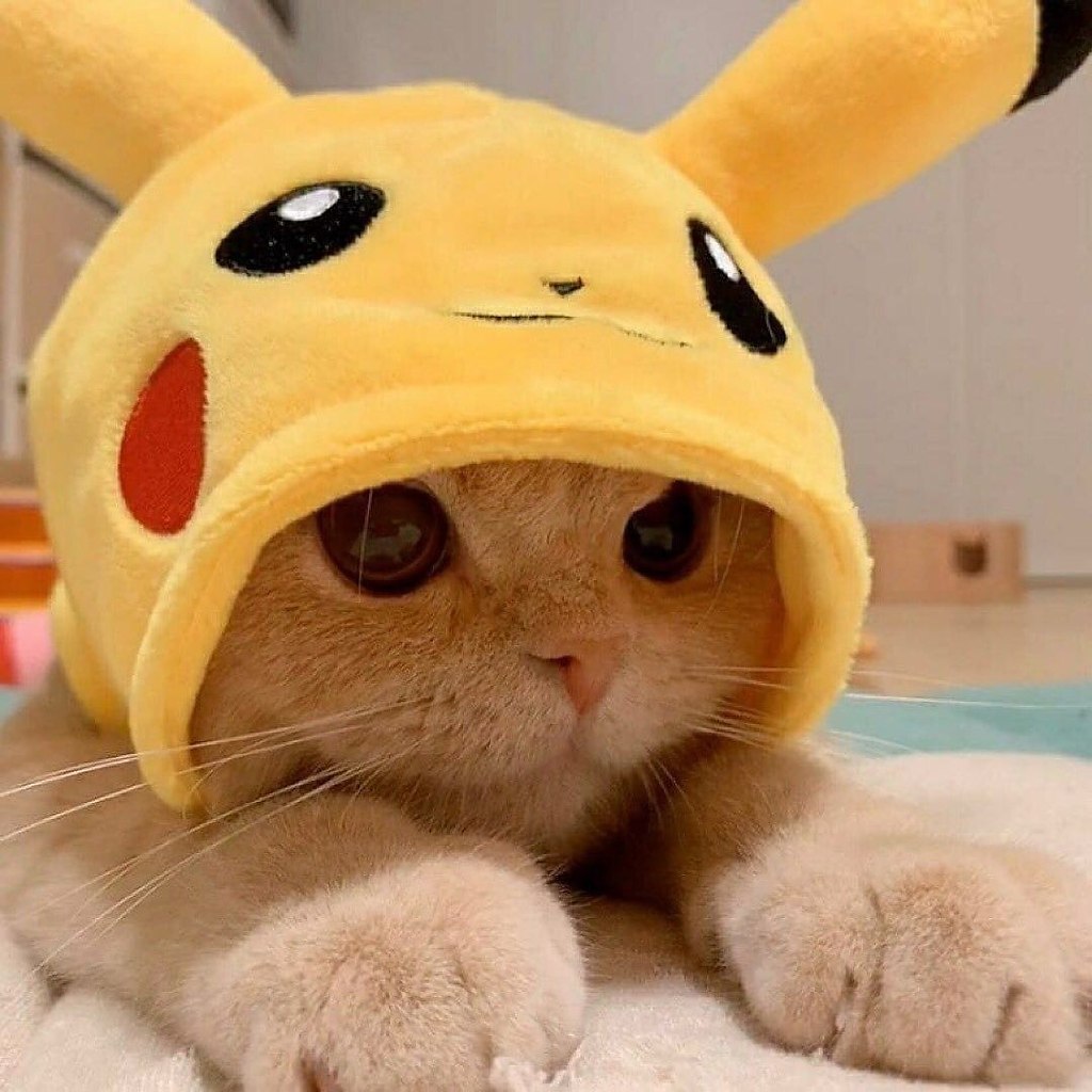 фото котенка в шапке