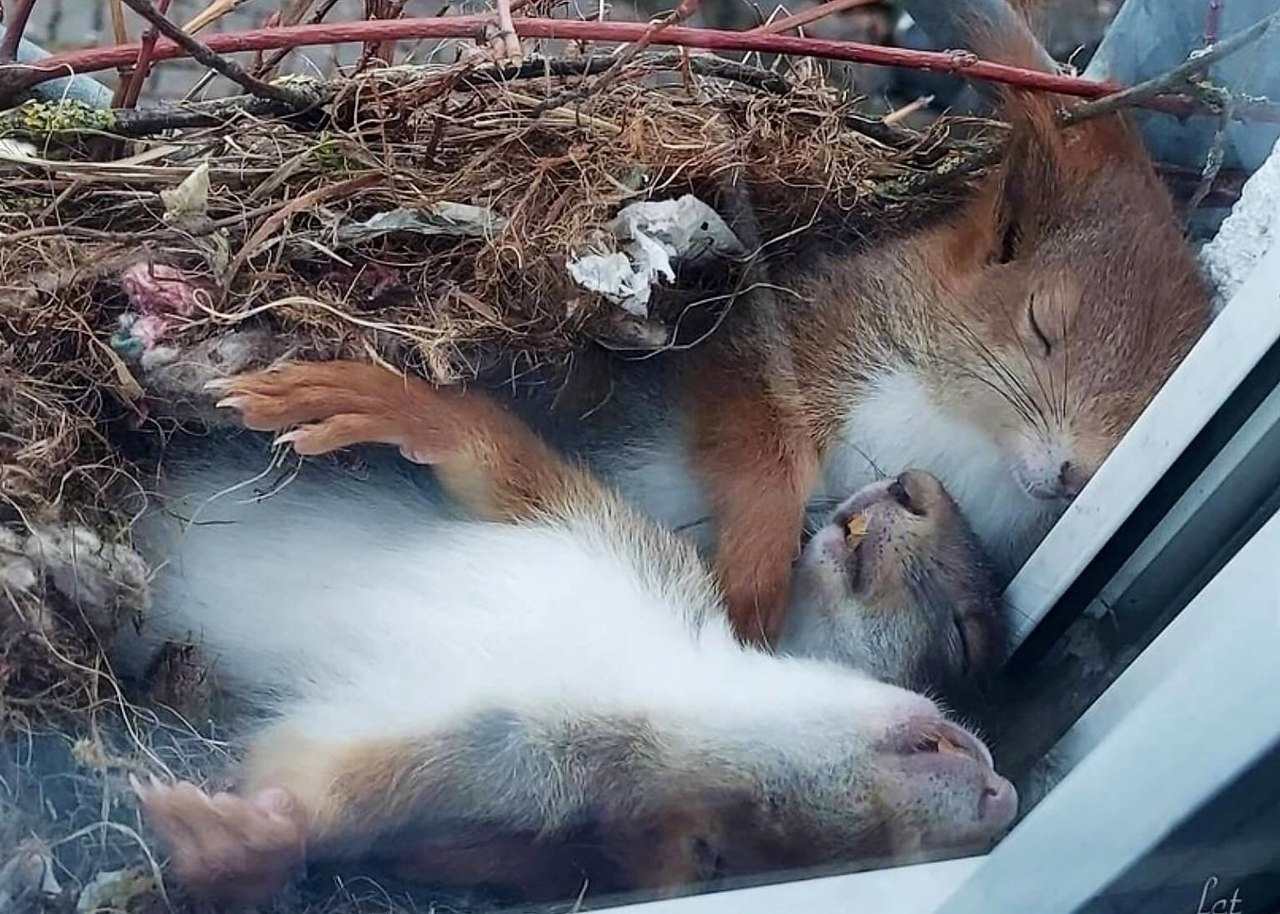 Детёныши белки в ДДТ