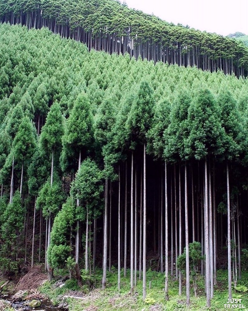 Деревья в китае фото и названия фото