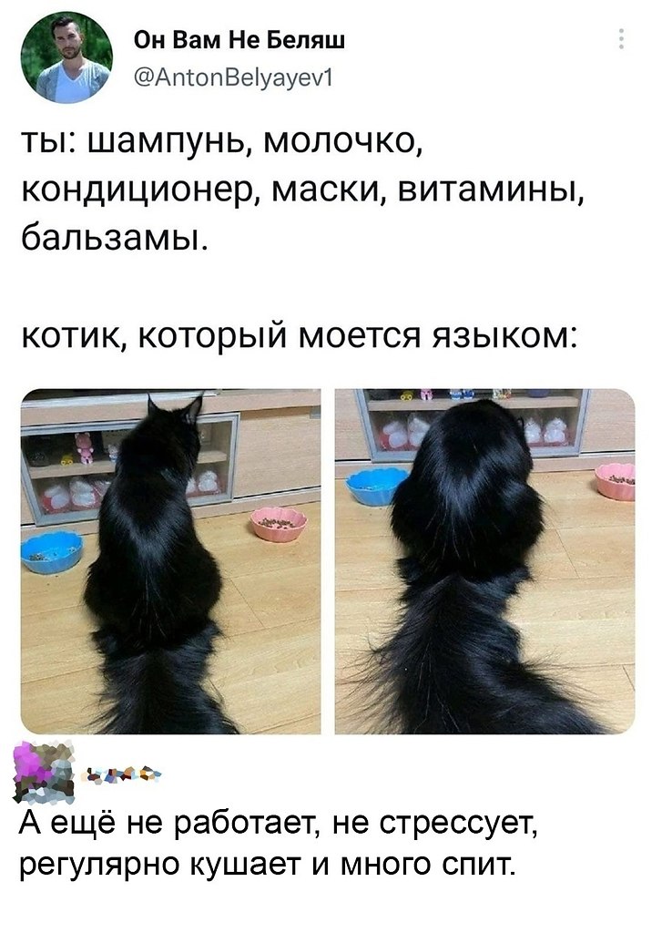 Мою кота бальзамом для волос