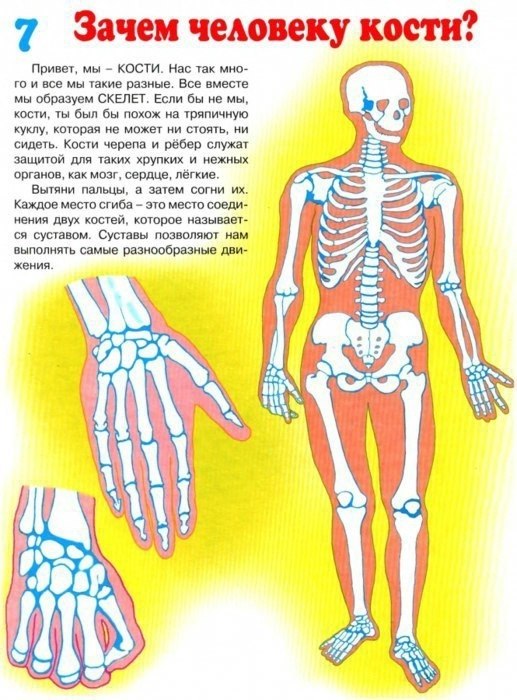 Анатомия для детей картинки