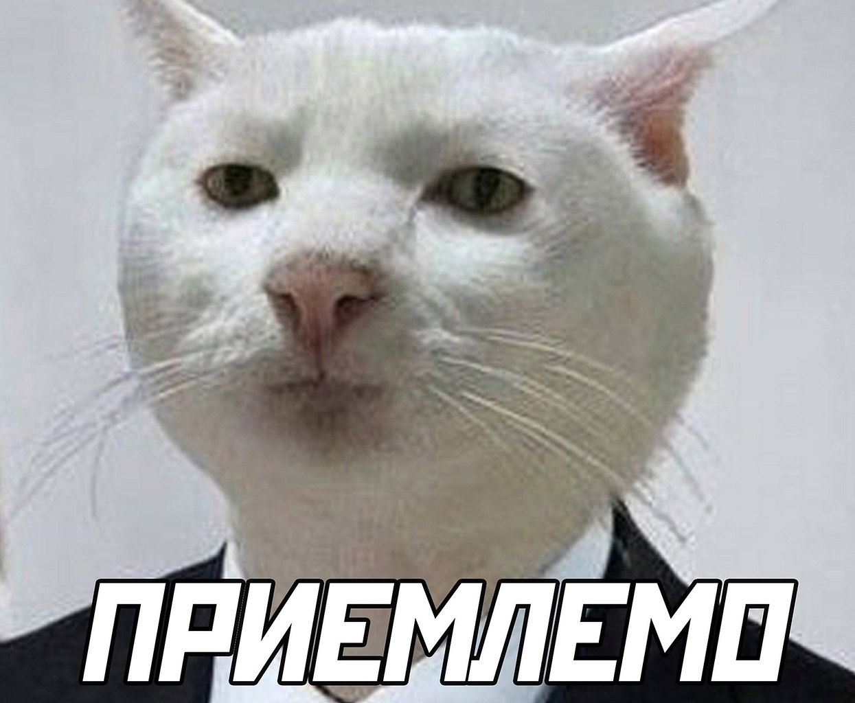 Белый кот мем. Плачущий кот Мем. Котик плачет Мем. Кот Мем плачет плачет. Рот свой замолчи Мем кот.