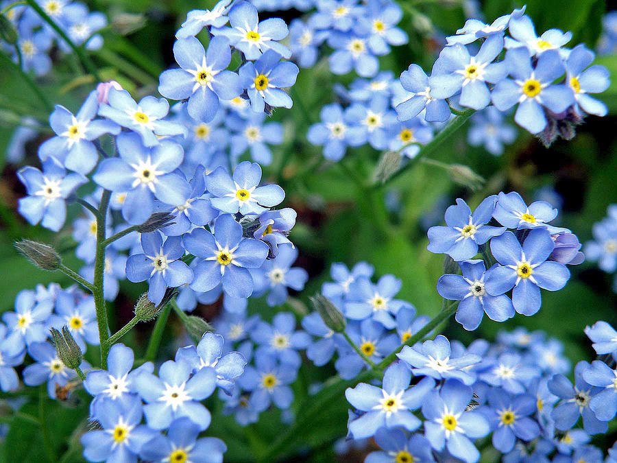 Незабудка мак. Незабудка Альпийская (Myosotis alpestris). Незабудка Садовая голубая. Незабудка Myosotis Myomark. Незабудка Альпийская синяя корзинка.