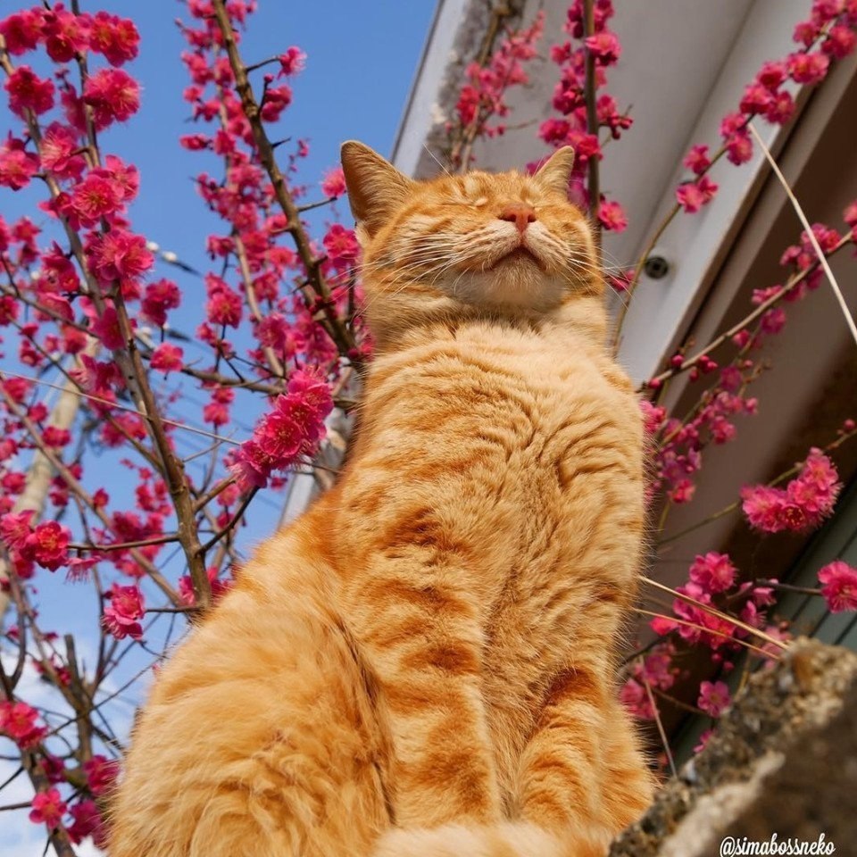 1 мая коты картинки