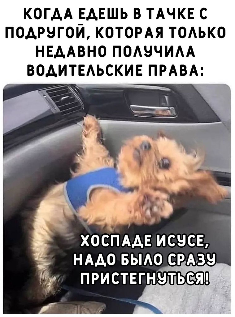 Собака упала с дивана