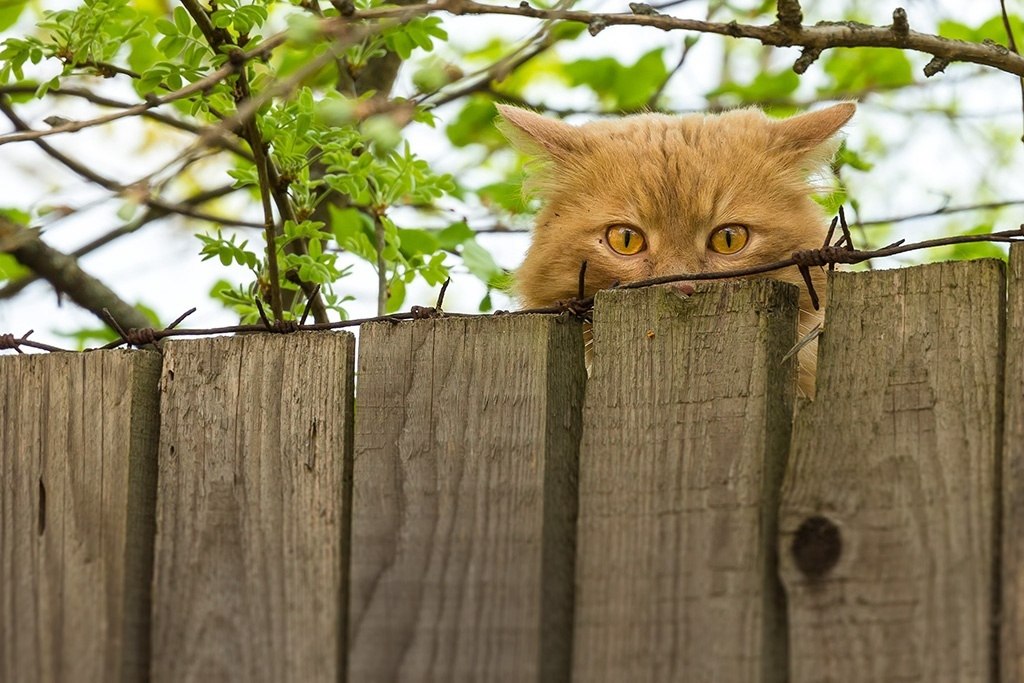 Фото выглядывающего кота