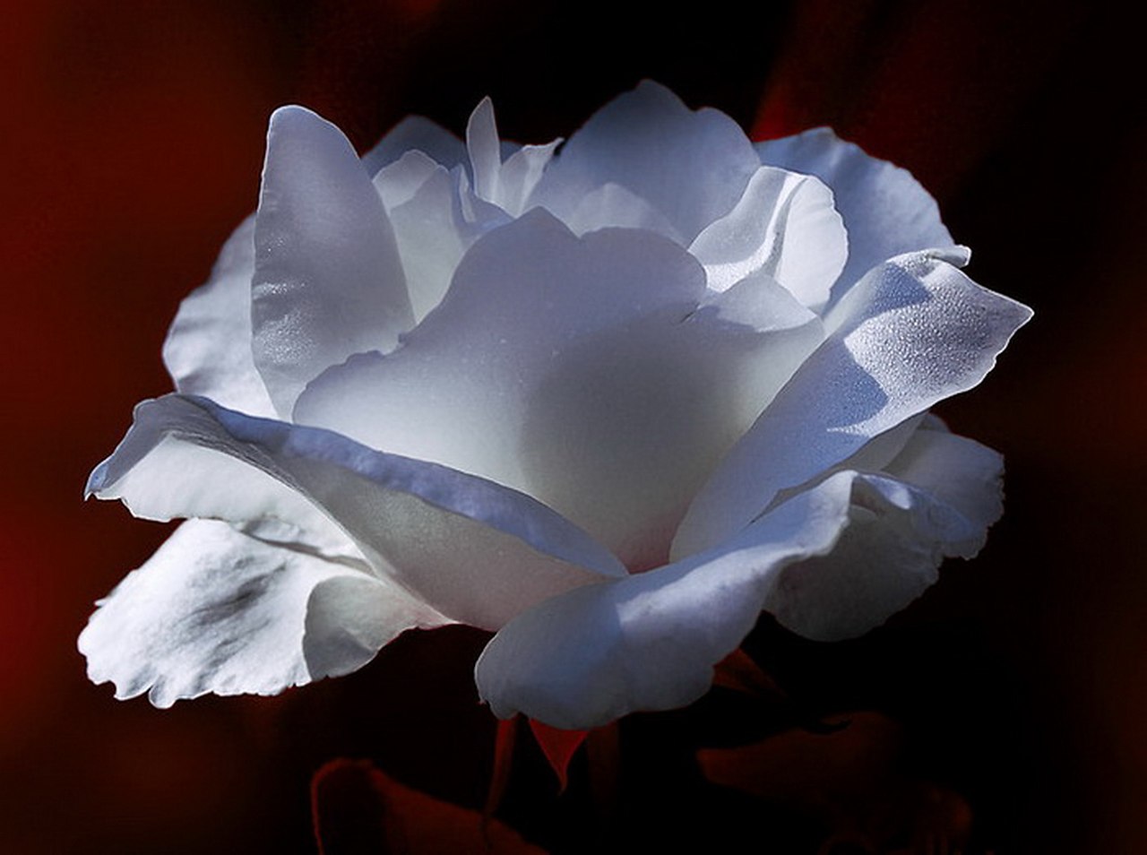 Раскрывшийся белый цветок