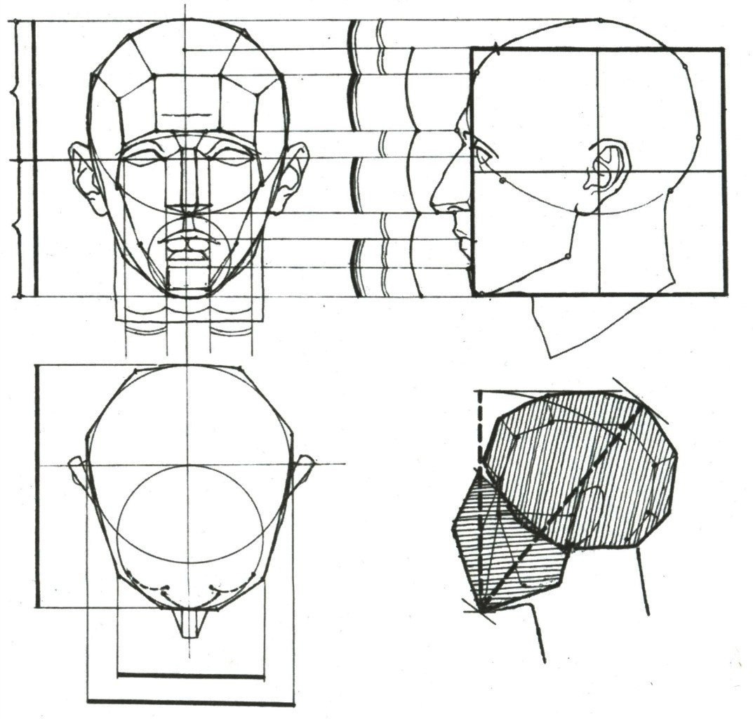 Пропорции головы человека анфас