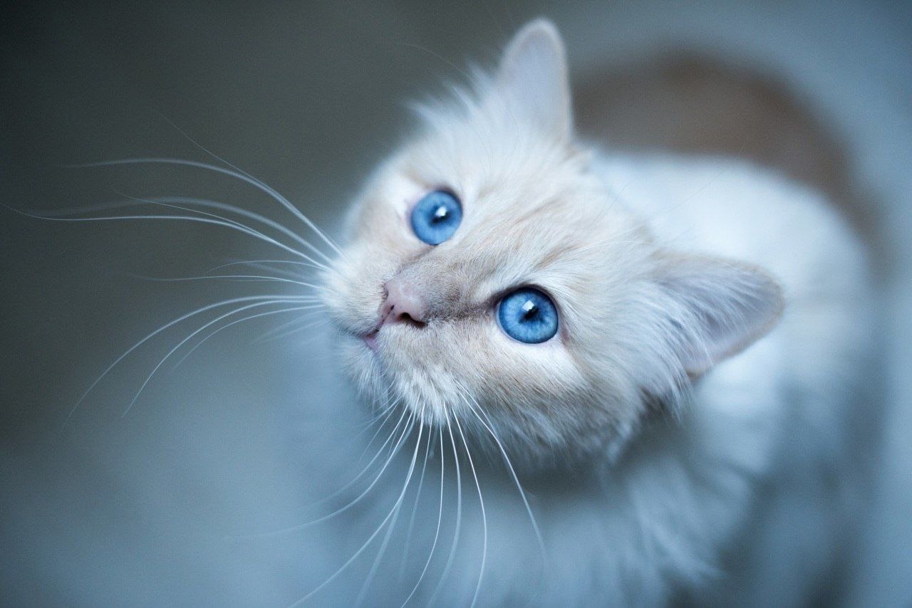 Счастливый кот с голубыми глазами