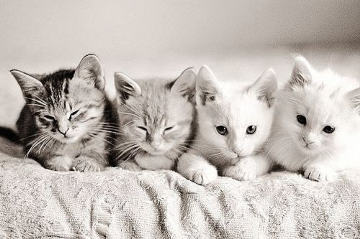 Кошечки подружки. Милые кошки. Четыре котенка. Красивые котята. Много котят.