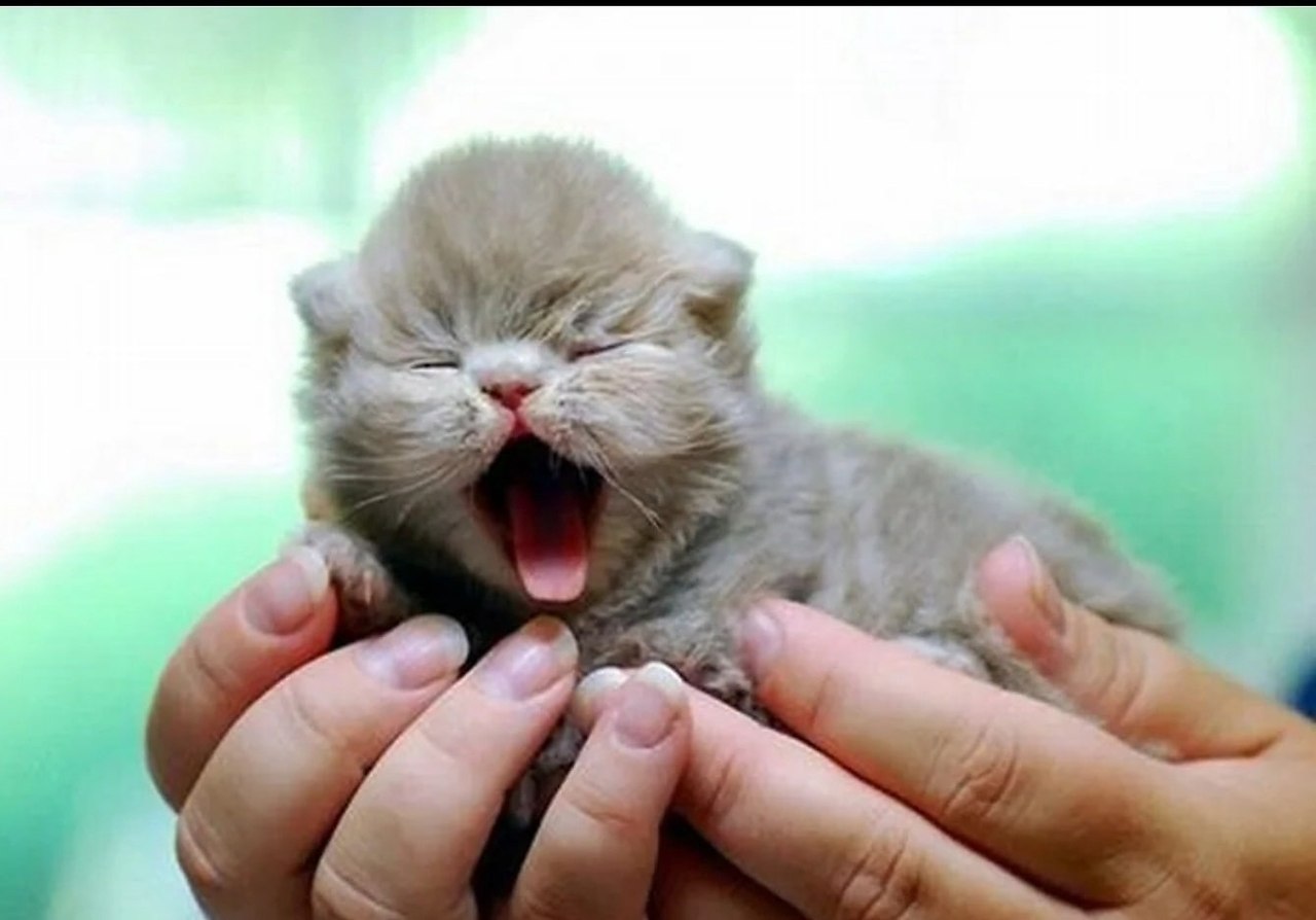 Новорожденный котенок на ладошке