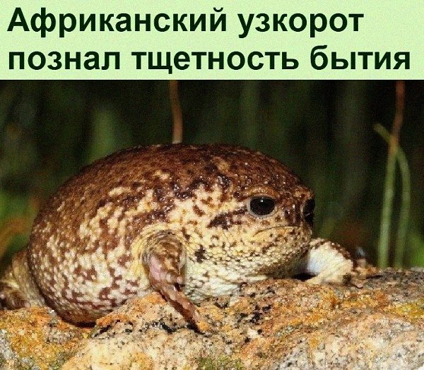 Африканский узкорот