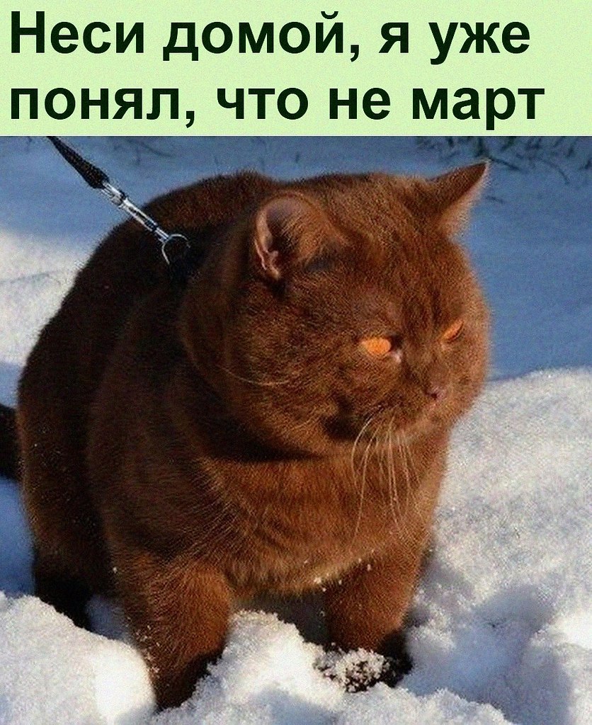 Пухляш. Коты пухляши. Кот Пухля. Британец пухляш кот. Рыжий пухляш.