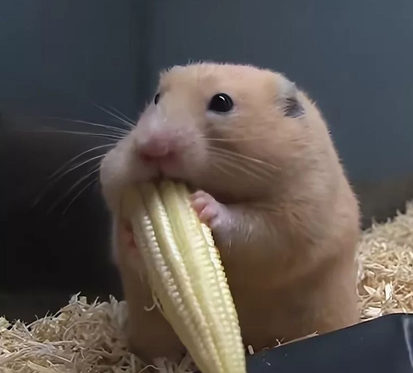 Хомяк с бананом во рту фото