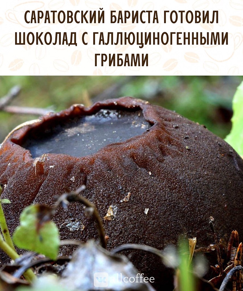 Саркосома шаровидная гриб целебные свойства фото
