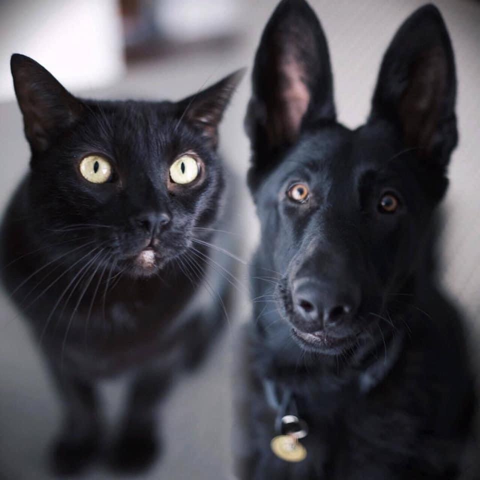 Овчарка и черный кот