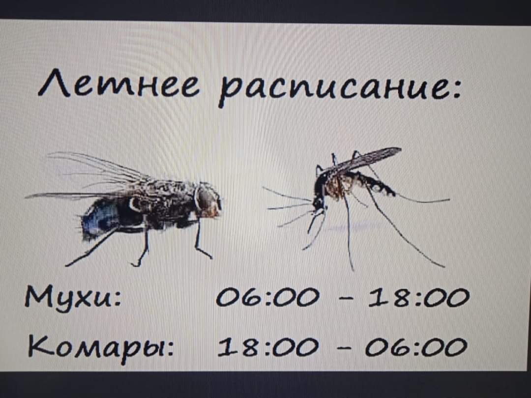 Мухи комары текст. Летнее расписание мухи комары. Летнее расписание мух и комаров. Муха комар. Летнее расписание мухи.