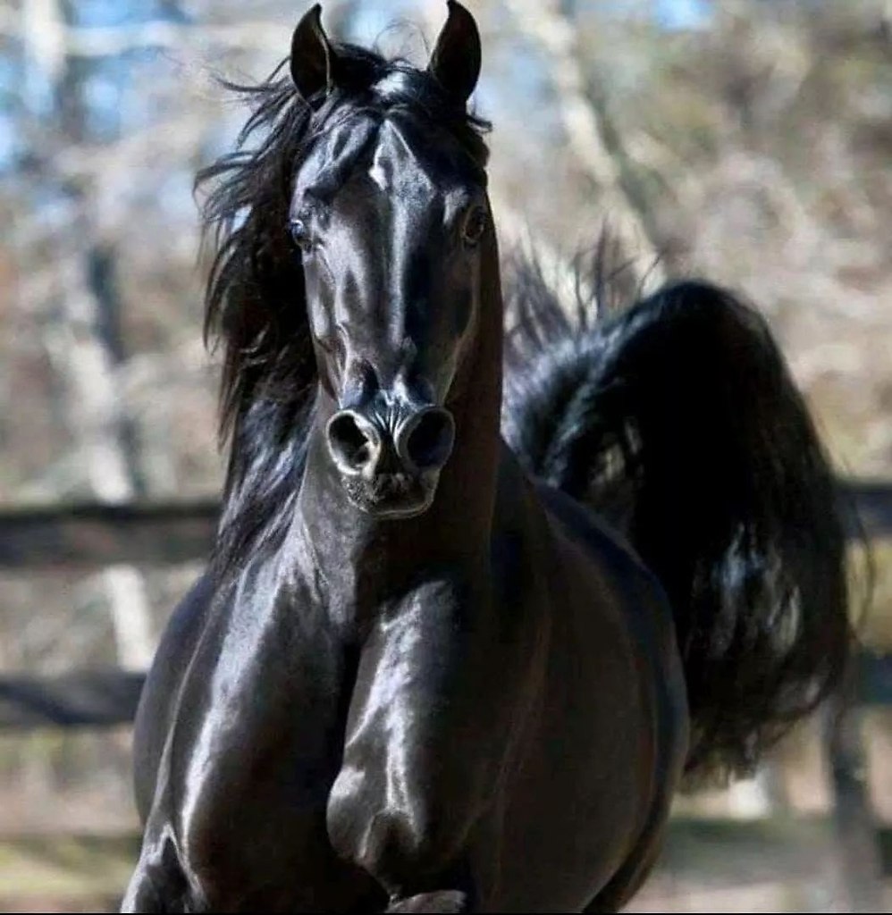 фотографии черной лошади