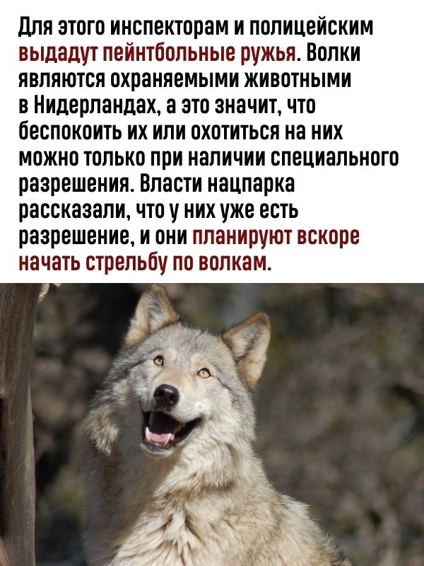 Волки сколько страниц. Сколько Волков в России. Волки насколько они опасны. Сколько Волков на картинке правильный ответ. Проблемы овец волка не волнуют.
