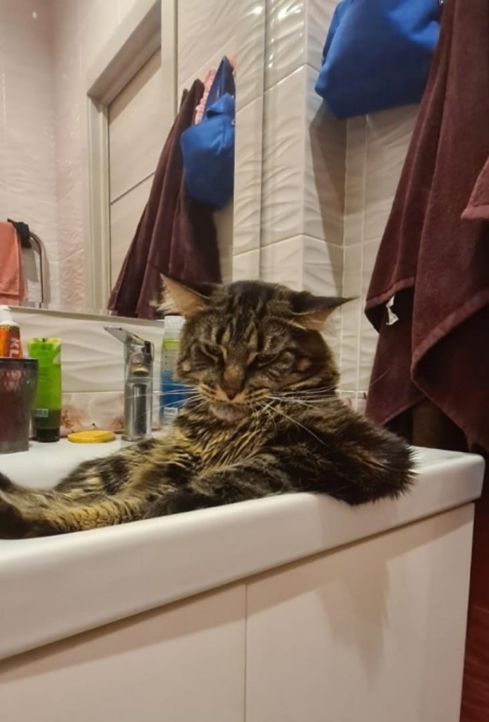 Ну, ты это... заходи если че! - Без кота и жизнь не та , №2571477718 ...