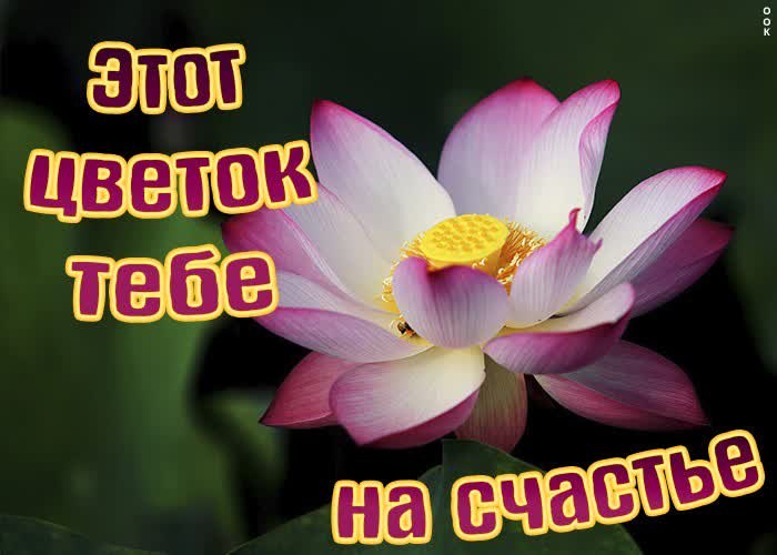 Ты как цветок в моей
