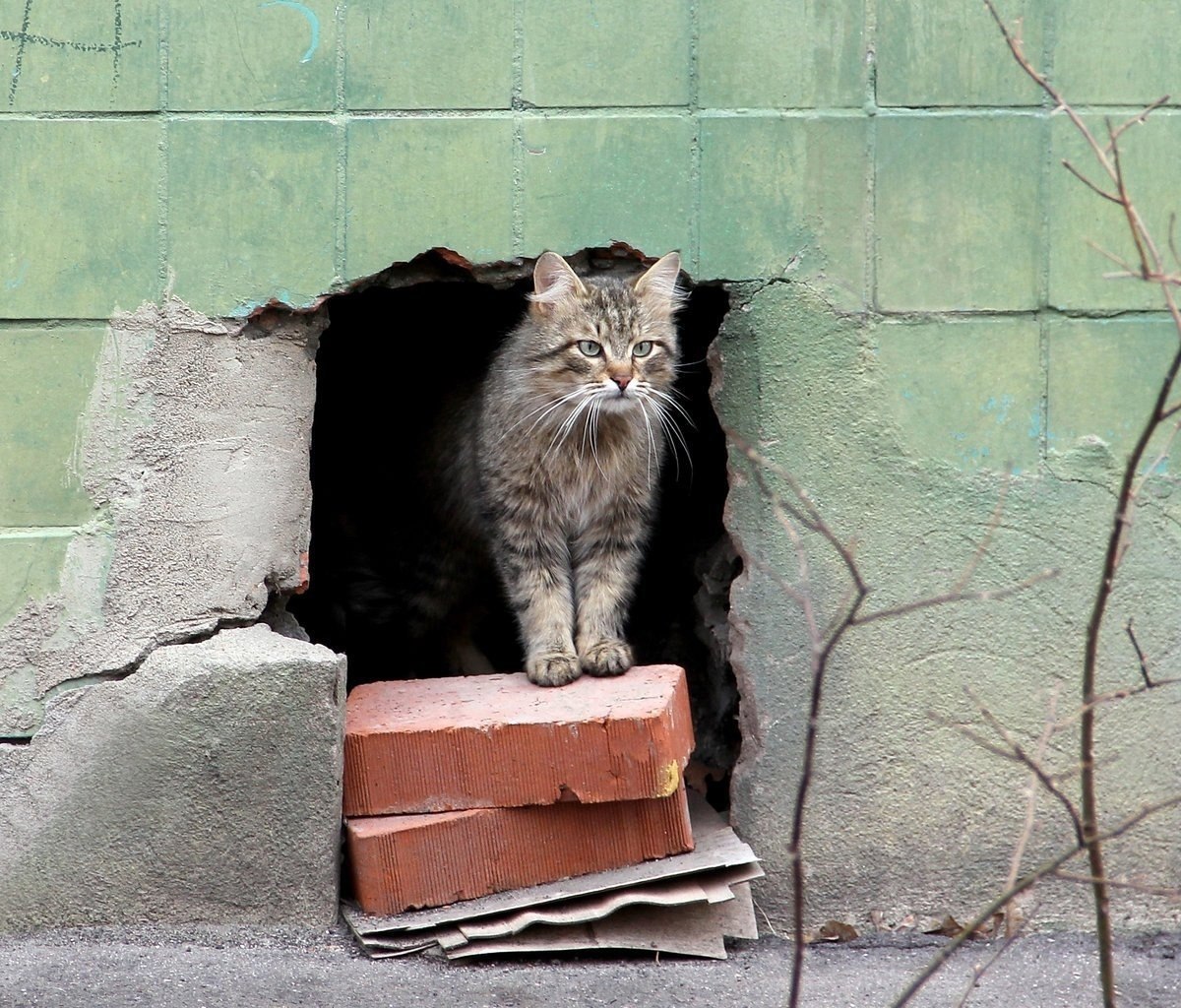 Фото бездомных кошек на улице