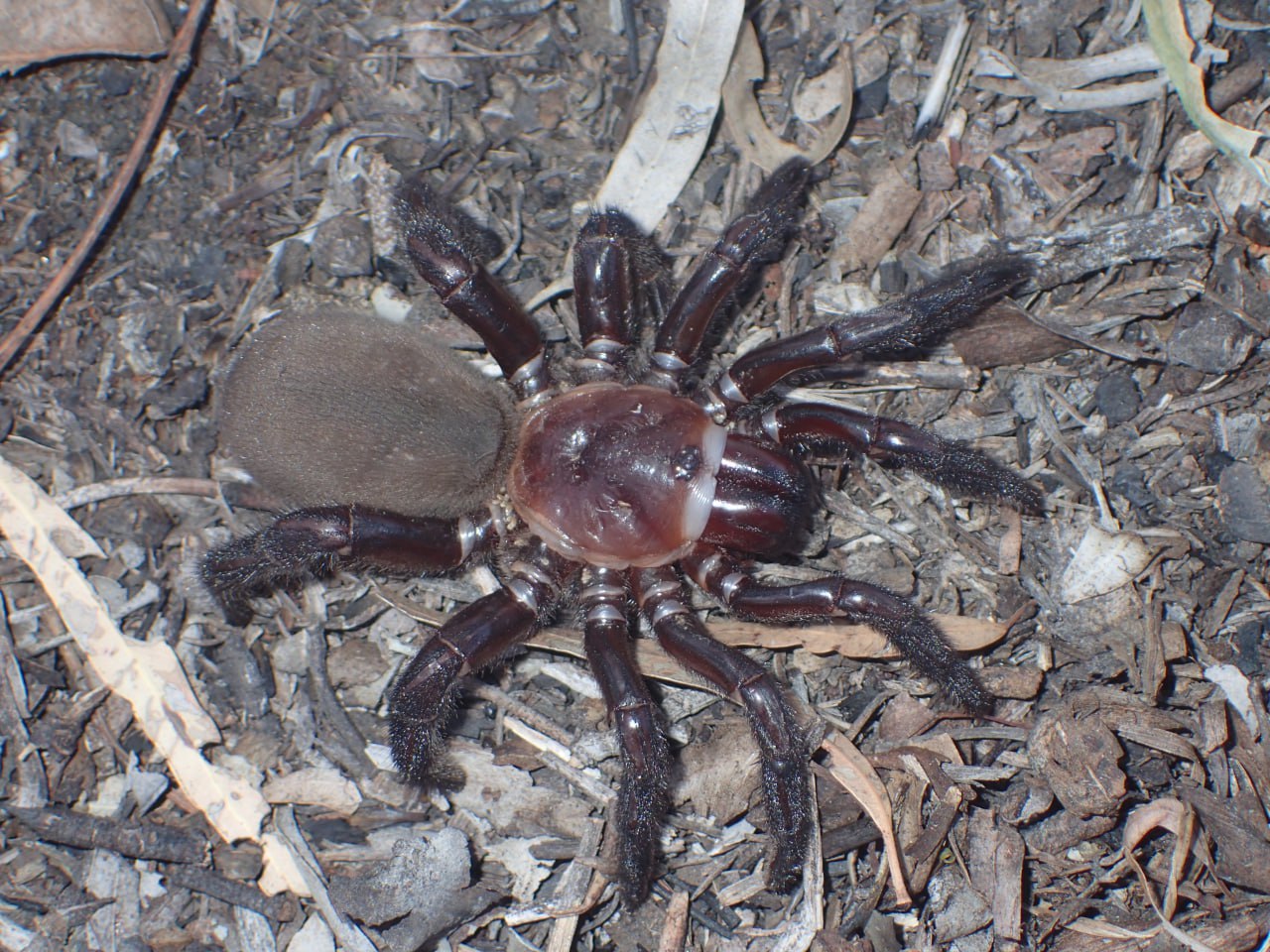 фотографии самых ядовитых пауков