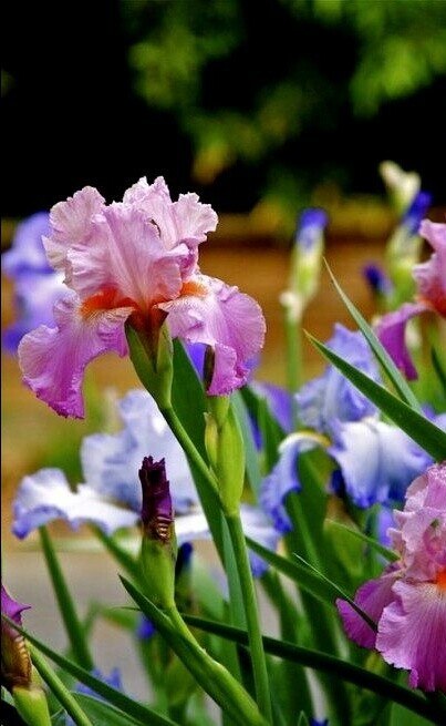Iris или uhd