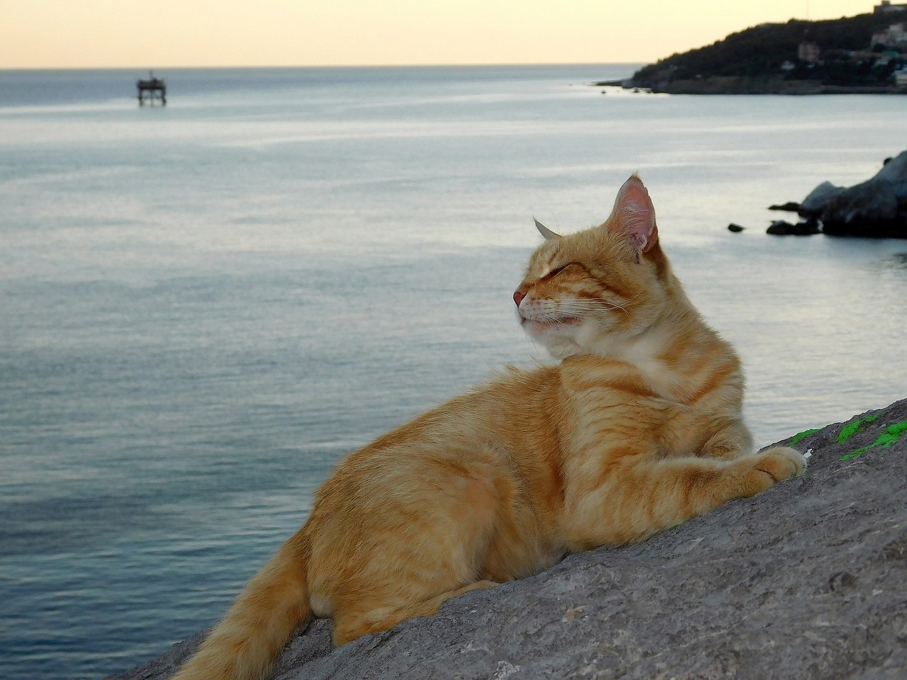Кот у моря осенью