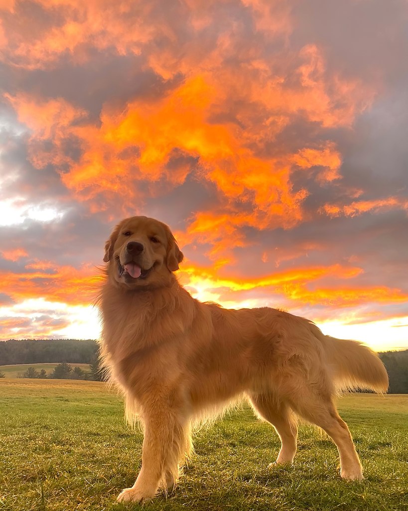 Собака золотой ретривер