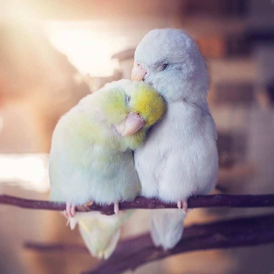 Милые попугайчики неразлучники