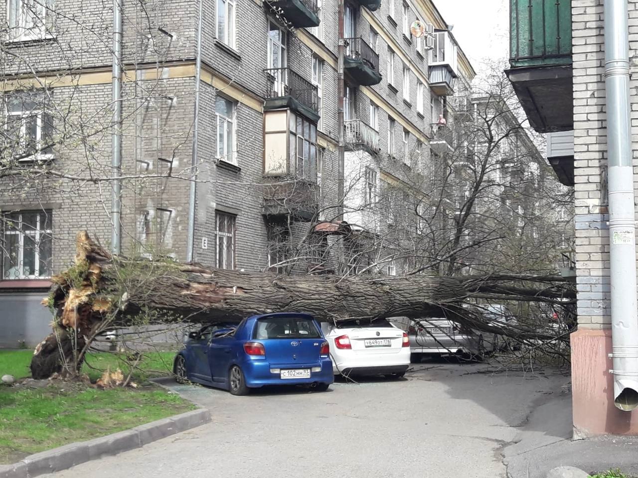 дерево упало фото