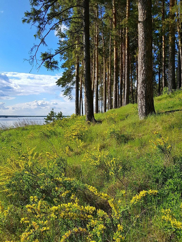 Запах сосен и свежесть воды, просторы России - Allworld | Путешествия и ...