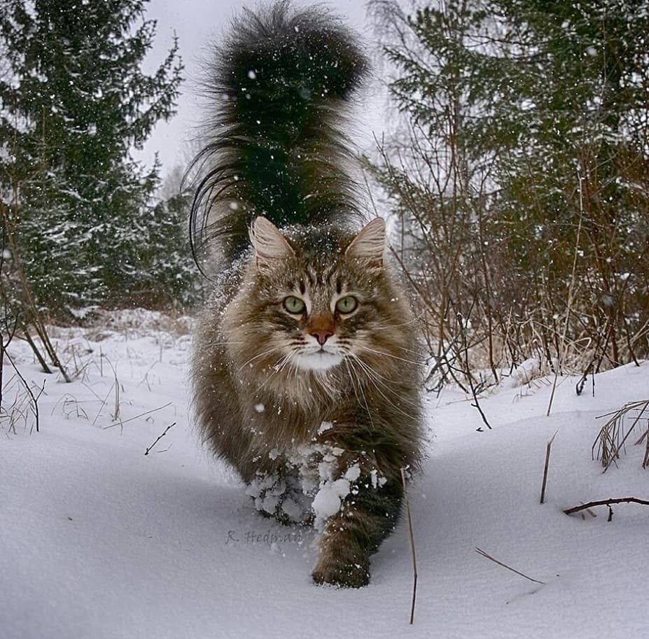 Финский кот. Норвежский Лесной кот. Сибирская Норвежская Лесная кошка. Финская Лесная кошка. Норвежская длинношерстная Лесная кошка.