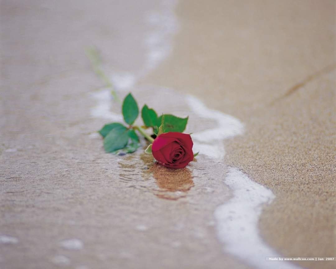 Сорванные цветы. Розы на берегу моря. Брошенные цветы.