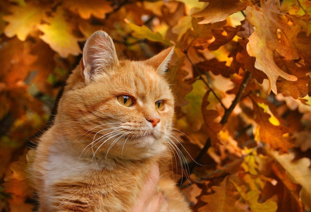 Осенний котик картинки. Осенний кот. Рыжий кот осень. Кошки осенью. Котята осень.