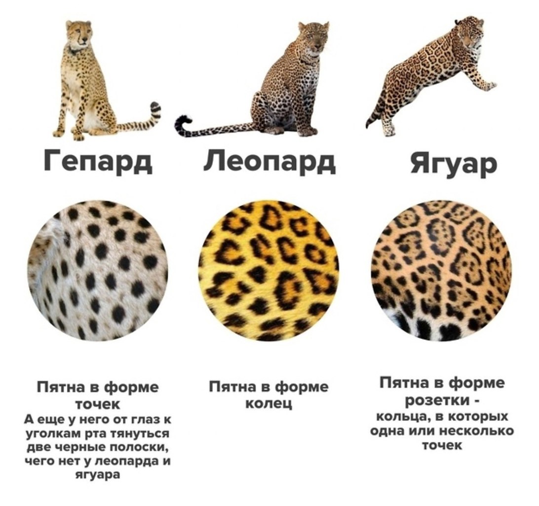 Рысь Леопард Гепард